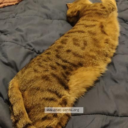 Photo 3/4 Ta&iuml;ga Chat lost in Plougonvelin