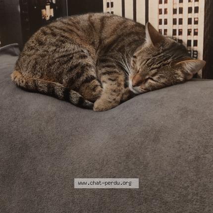 Photo 4/4 Ta&iuml;ga Chat lost in Plougonvelin