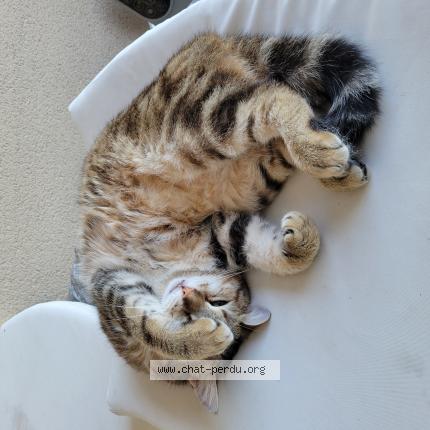 Photo 1/1 Skipy Chat lost in Moulidars