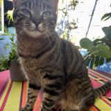 Picture of cat lost at Toulon