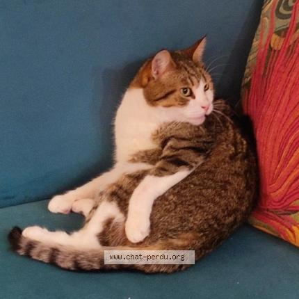 Photo 1/1 Bucky Chat lost in Lille