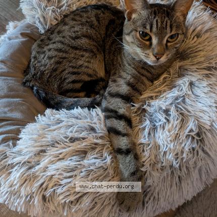 Photo 1/1 Found cat Found in Chatellerault