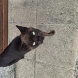 Picture of cat found at Heugleville Sur Scie