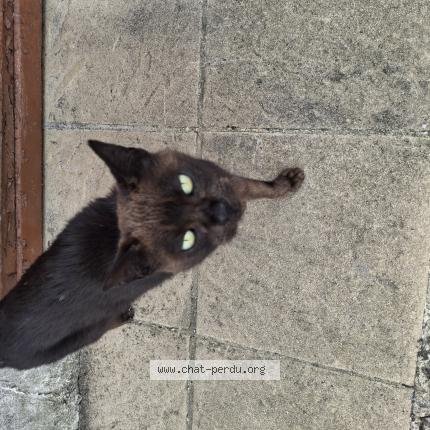 Photo 1/1 Found cat Found in Heugleville sur scie