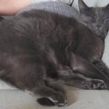 Picture of cat lost at Paimpoeuf