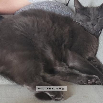 Photo 1/1 Lucky Chat lost in Paimpoeuf