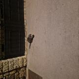 Picture of cat found at Asnieres Sur Seine