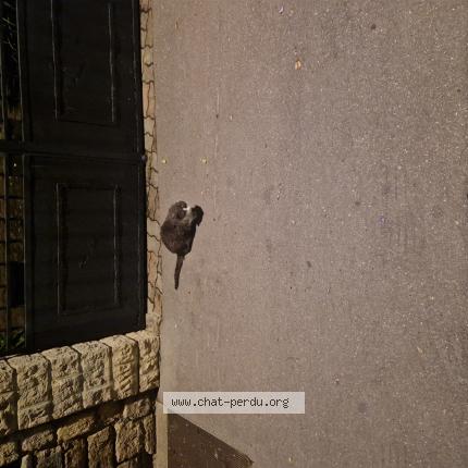 Photo 1/1 Found cat Found in Asnieres sur seine