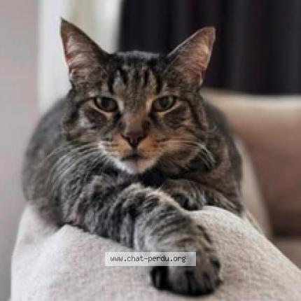 Photo 1/2 Tigrou Chat lost in Jette