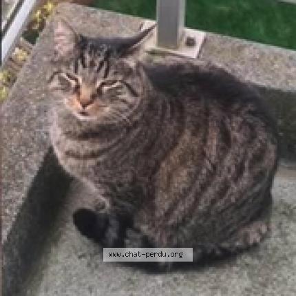 Photo 2/2 Tigrou Chat lost in Jette