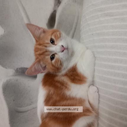 Photo 1/1 Nina Chat lost in Saint jean pla de corts