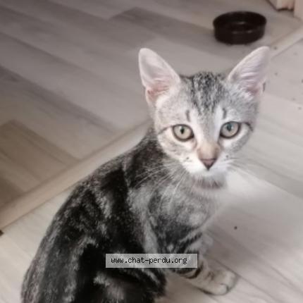 Photo 1/1 Inna Chat lost in Caux et sauzens