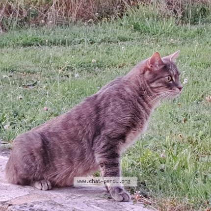 Photo 1/1 Mika Chat lost in Liginiac