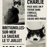 Picture of cat lost at Bretignolles Sur Mer