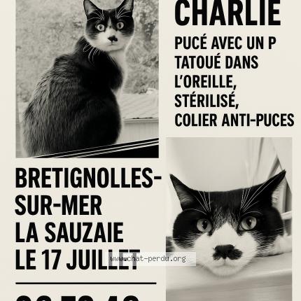 Photo 1/1 Charlie Chat lost in Bretignolles sur mer