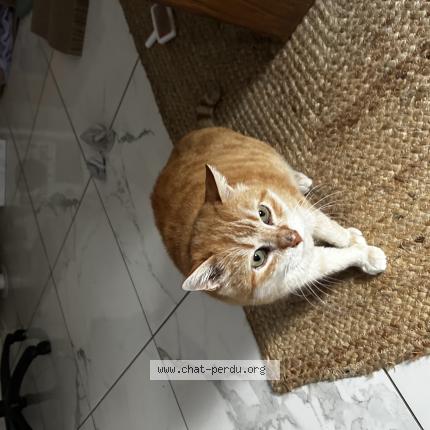 Photo 1/1 Loulou Chat lost in Isle