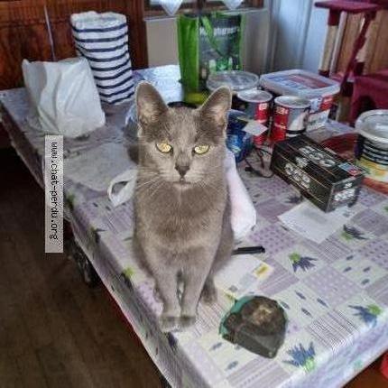 Photo 1/1 Sakura Chat lost in Ouzouer sur loire