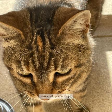 Photo 1/1 Found cat Found in Saint germain les corbeil