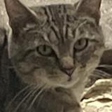 Picture of cat found at Paris