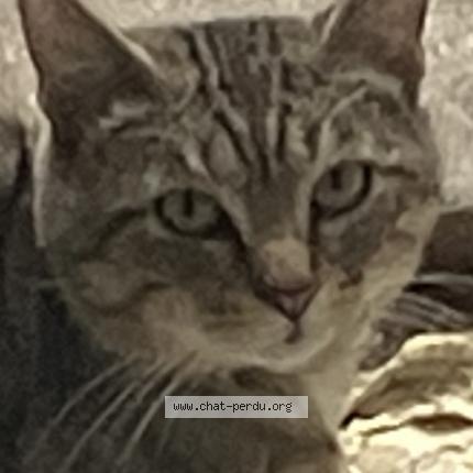 Photo 1/1 Found cat Found in Paris