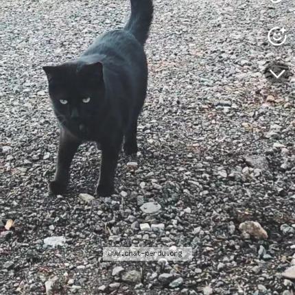 Photo 1/1 Moino Chat lost in Thiers