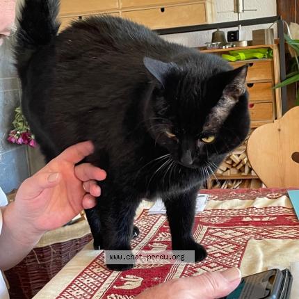 Foto einer verlorenen Katze in L Orient