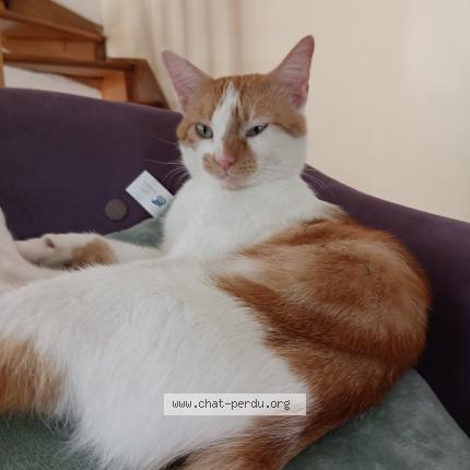 Photo 1/1 Sacha Chat lost in Mael carhaix