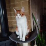 Picture of cat lost at Coueron