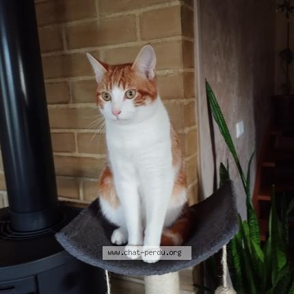 Photo 1/1 Rouky Chat lost in Coueron