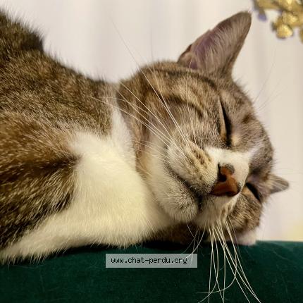 Photo 1/1 Padmé Chat lost in La chapelle rablais