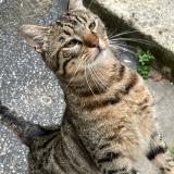 Picture of cat found at Nanterre