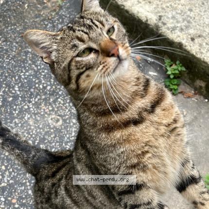 Photo 1/4 Found cat Found in Nanterre