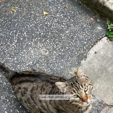 Photo 2/4 Found cat Found in Nanterre