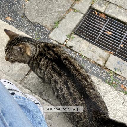 Photo 3/4 Found cat Found in Nanterre