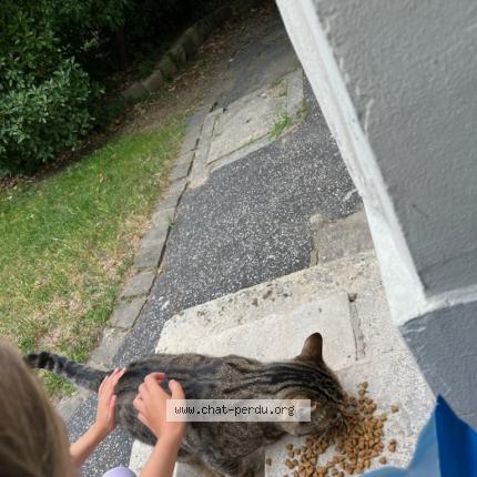 Photo 4/4 Found cat Found in Nanterre