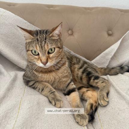 Photo 1/1 Miel Chat lost in Castlenau le lez