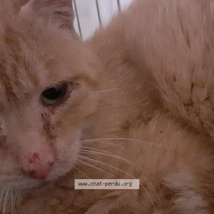 Photo 1/1 Found cat Found in La chapelle mouliere