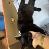 Picture of cat found at Cezy