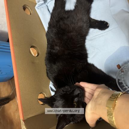 Photo 1/1 Found cat Found in Cezy