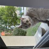 Picture of cat found at Puteaux