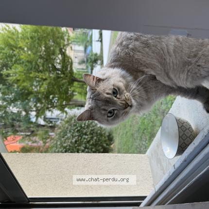 Photo 1/1 Found cat Found in Puteaux