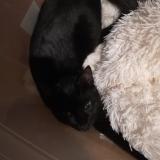 Picture of cat lost at Artenay