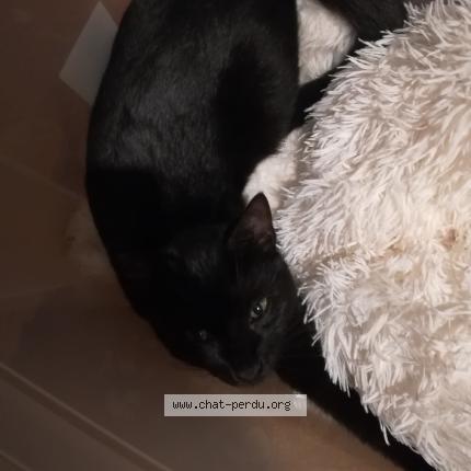 Photo 1/1 Cat reunited Lost in Artenay