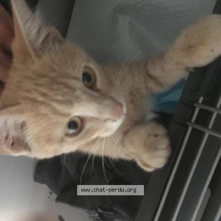 Photo 1/2 Found cat Found in Sorges