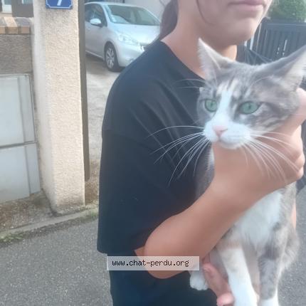 Photo 1/1 Found cat Found in Vaureal