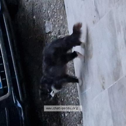 Photo 1/1 Found cat Found in Boucoiran et nozieres