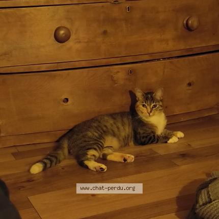 Photo 1/1 Freya Chat lost in Pleyben