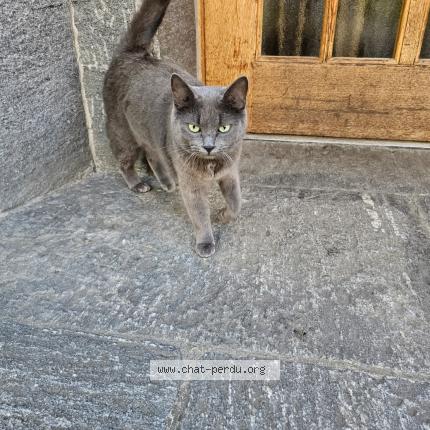 Photo 1/1 Zara Chat lost in Tecknau