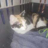 Picture of cat found at Paris