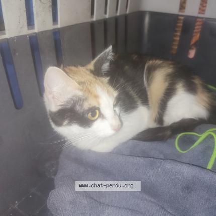 Photo 1/1 Found cat Found in Paris